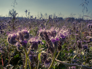 Purple field flowers at Bavarian region during autumn and stunning sunshine