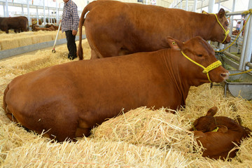 expo de ganado