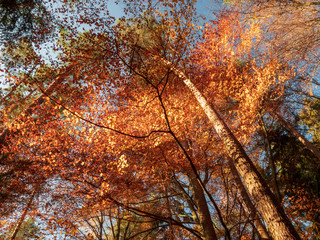 Scenic games between sun and red gold autumn colors in Bavaria