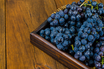 Ripe blue grapes, autumn concept, harvesting
