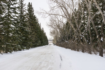 Obraz premium winter forest on both sides of a road in Alberta