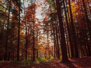 Obraz premium Scenic games between sun and red gold autumn colors in Bavaria