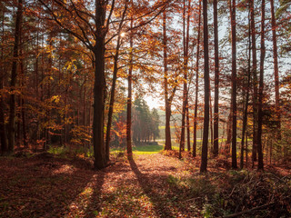 Obraz premium Scenic games between sun and red gold autumn colors in Bavaria