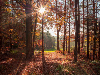 Scenic games between sun and red gold autumn colors in Bavaria