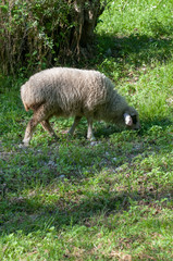 Obraz na płótnie Canvas Adult sheep grazing on a green spring meadow