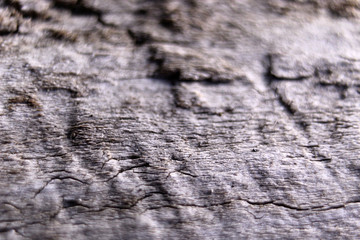 Macro brown wood background
