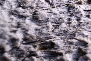 Macro brown wood background