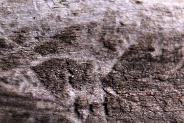 Macro brown wood background