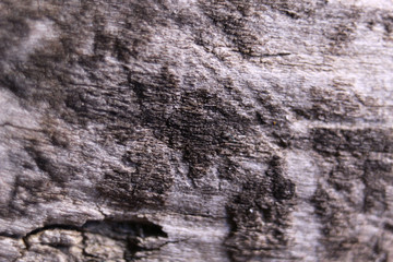 Macro brown wood background