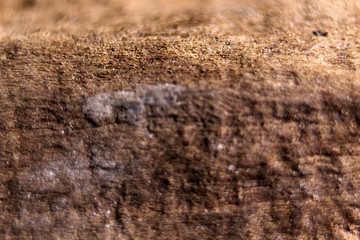 Macro brown wood background
