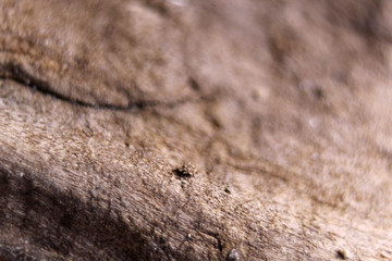 Macro brown wood background