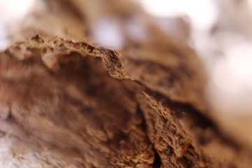 Macro brown wood background