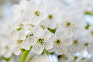 Fototapeta na wymiar Cherry spring flowers