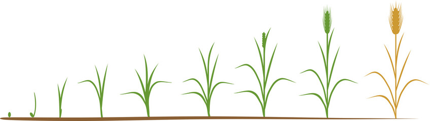 Rye life cycle. Stages of growth from seed to mature rye plant