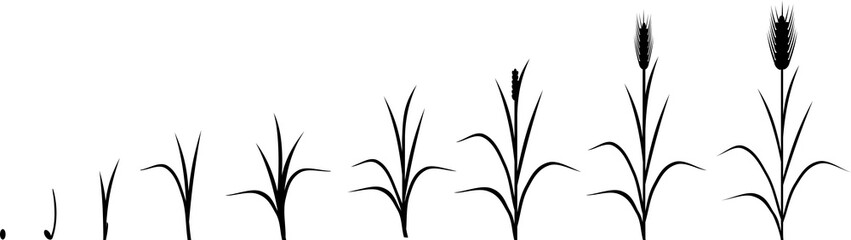 Obraz premium Rye life cycle. Stages of growth from seed to mature rye plant
