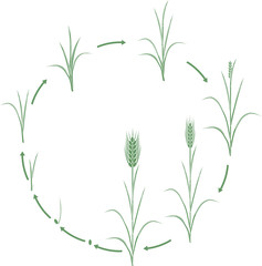 Rye life cycle. Stages of growth from seed to mature rye plant
