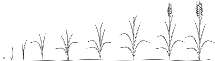 Coloring page with life cycle of Rye. Stages of growth from seed to mature rye plant