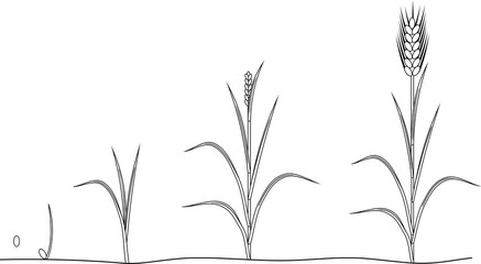 Coloring page with life cycle of Rye. Stages of growth from seed to mature rye plant