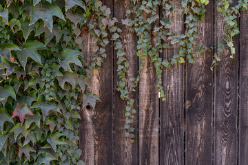 Ivy