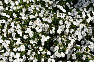 White flowers in a bush with green leaves. Sun light, sunny day.