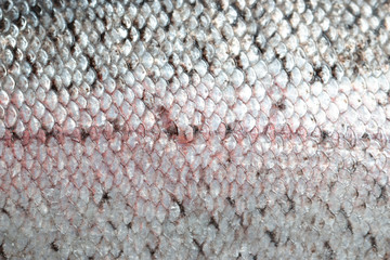 fish scales as background © studybos