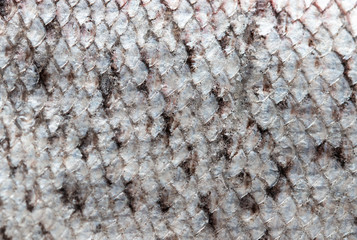 fish scales as background