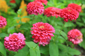 Close-up pink zinnia flower in the garden.