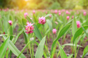 Blooming pink Krachai flower (Siam tulip) in the summer garden with rays of sunlight