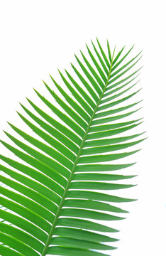 Green leaves of gum palm or giant dioon (Dioon spinulosum Dyer) the tropical cycad palm plant on white sky
