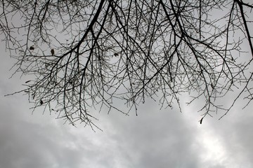 Fototapeta na wymiar part of tree