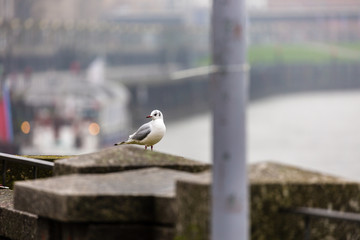 Fototapeta premium Seagull in the city
