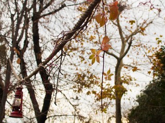 Beautiful view with leaves
