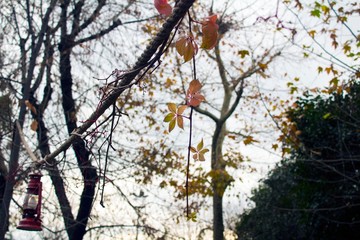 Beautiful view with leaves