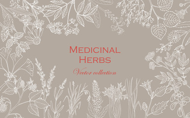 Vintage collection of hand drawn medicinal herbs and plants