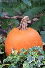 Kürbis, Pumpkin,  in Mannheimer Garten, 18