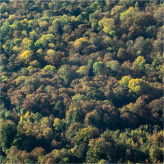 Fototapeta premium vue aérienne d'une forêt à Pames dans l'Oise en France