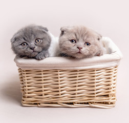 Fototapeta na wymiar two British fluffy kittens