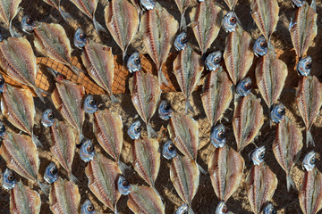 Fresh fish drying in wind and sun at Atlantic ocean coast in Portugal.
