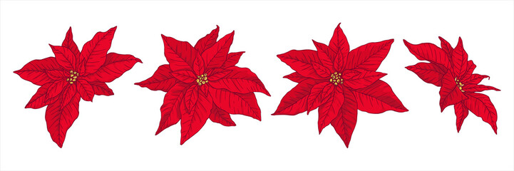 Christmas set with poinsettia, isolated on white background. Design element for Christmas decoration. Vector illustration