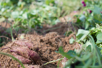 Farming and Growing Sweet Potatoes and Vegetables in the Garden. Gardening and Growing Food and Plants in Soil. Outdoor Agriculture Farmer Working in the Field. Agricultural Land. Harvest Picking.