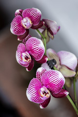 Purple orchid with three nice flowers  at home in Luhachovice, Czech Republic