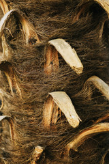 текстура коры ствола дерева © yfcnz1799