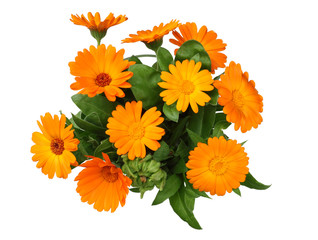 marigold flowers with green leaf isolated on white background. calendula flower