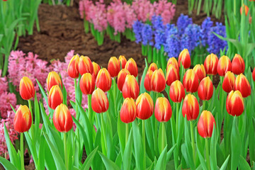 tulip flowers in a garden