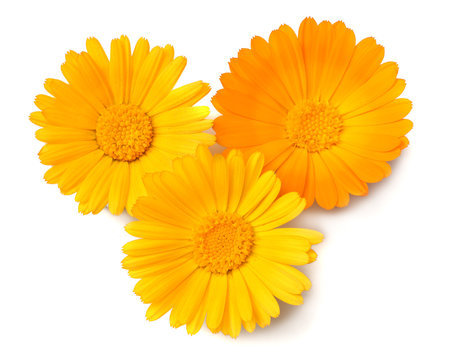 three marigold flower heads isolated on white background. calendula flower. top view