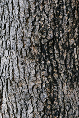 текстура коры ствола хвойного дерева © yfcnz1799
