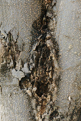 текстура коры ствола дерева © yfcnz1799