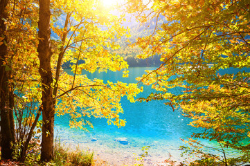 Panele Szklane  Jesienne drzewa z żółtymi liśćmi na brzegu jeziora w austriackich Alpach.