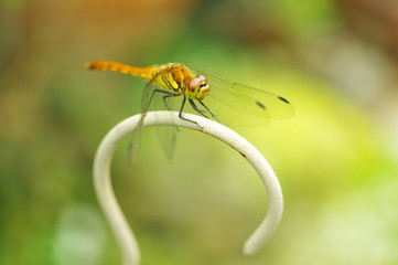 Closeup nature view of dragonfly on blurred greenery background