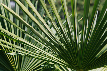 пальмовые листья